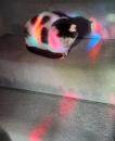 Cat On The Stairs